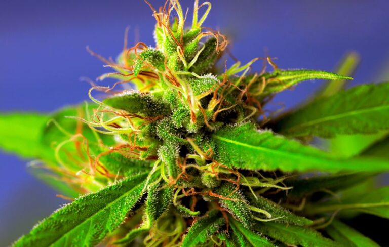 THCA Flower: Therapeutic Potential